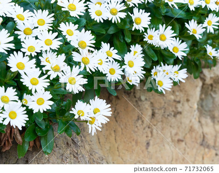 Hama chrysanthemum flowers, an endemic species of Japan, growing in clusters on the quay 71732065
