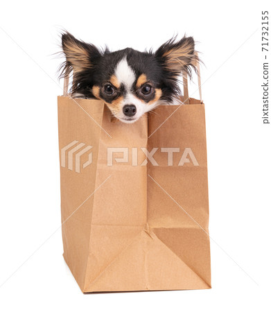 chihuahua in a brown paper bag chihuahua in a brown paper bag 71732155
