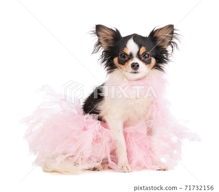 chihuahua dressed with a pink dancer tutu chihuahua dressed with a pink dancer tutu 71732156
