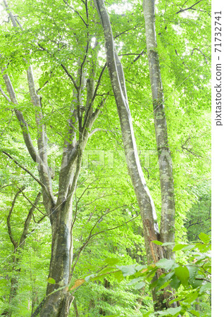 Beautiful forest beech that gets wet in the rain Akita Prefecture Beautiful forest beech that gets wet in the rain Akita Prefecture 71732741