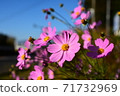Blue sky and cosmos 71732969