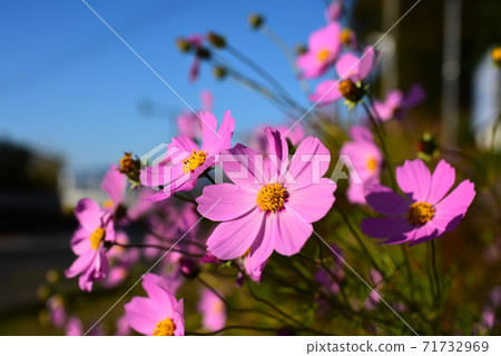 Blue sky and cosmos Blue sky and cosmos 71732969