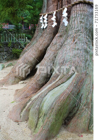 Shinboku "Osugi of Tsukubasan Shrine" in Tsukuba City, Ibaraki Prefecture 71733169