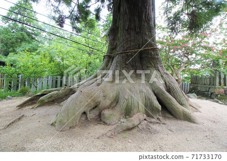 茨城縣筑波市的Goshinki“筑波山神社大杉” 71733170