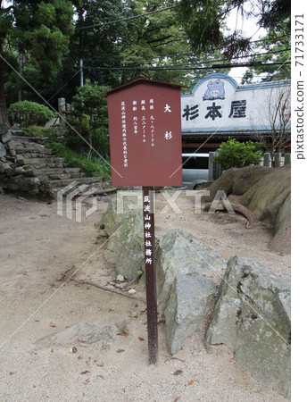 Information board "Osugi of Tsukubasan Shrine" in Tsukuba City, Ibaraki Prefecture 71733171