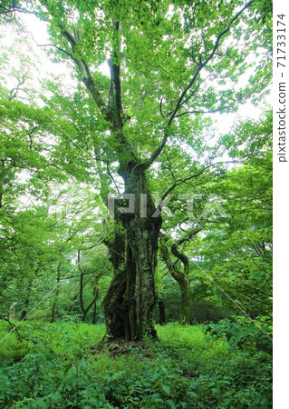 Giant beech tree in Katakuri Garden in Tsukuba, Ibaraki Giant beech tree in Katakuri Garden in Tsukuba, Ibaraki 71733174