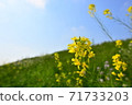 Blue sky and rape blossoms 71733203