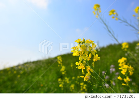 Blue sky and rape blossoms Blue sky and rape blossoms 71733203