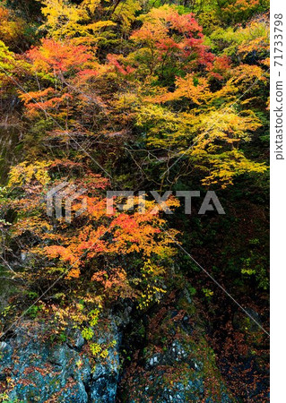 Chichibu City Nakatsukyo Autumn Leaves 71733798
