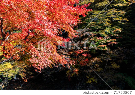 Chichibu City Nakatsukyo Autumn Leaves Joro Momiji Chichibu City Nakatsukyo Autumn Leaves Joro Momiji 71733807