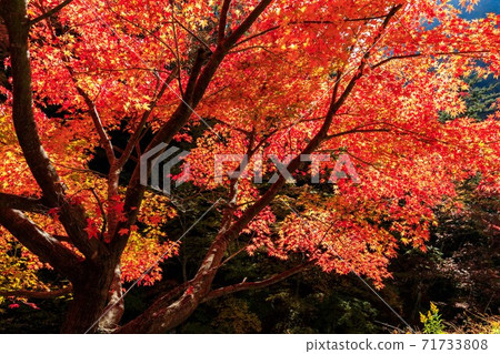 Chichibu City Nakatsukyo Autumn Leaves Joro Momiji 71733808