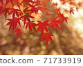 The season of Momiji 71733919