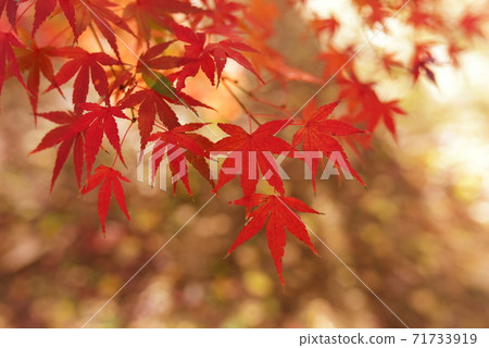 The season of Momiji The season of Momiji 71733919