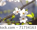Soft light and cherry blossoms 71734163
