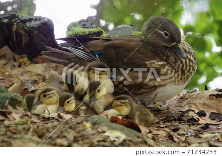 押鳥的親子育兒風景押鳥的親子育兒風景 押鳥的親子育兒風景押鳥的親子育兒風景 71734233