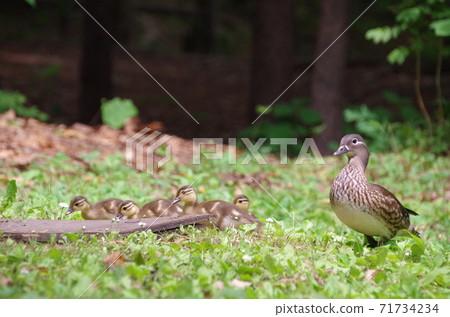 押鳥的親子育兒風景押鳥的親子育兒風景 押鳥的親子育兒風景押鳥的親子育兒風景 71734234
