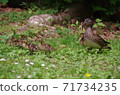 押鳥的親子育兒風景押鳥的親子育兒風景 71734235