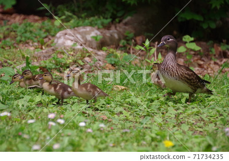 押鳥的親子育兒風景押鳥的親子育兒風景 押鳥的親子育兒風景押鳥的親子育兒風景 71734235