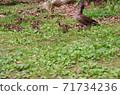 Mandarin duck parent-child parenting landscape Mandarin duck parent-child parenting landscape 71734236