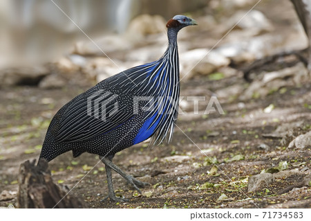 Colorful Vulturine Guineafowl, Acryllium vulturinum Colorful Vulturine Guineafowl, Acryllium vulturinum 71734583