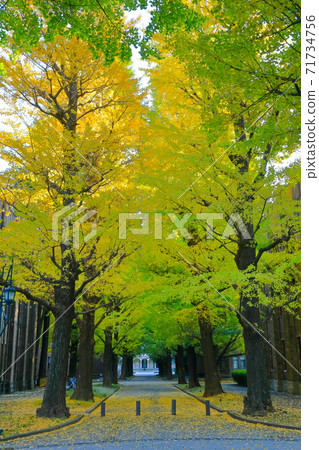 Ginkgo and walking path Ginkgo and walking path 71734756