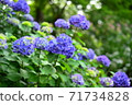 Hydrangea flowers 71734828