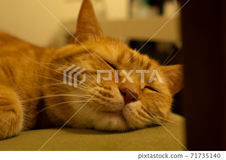 認真睡覺的貓 71735140
