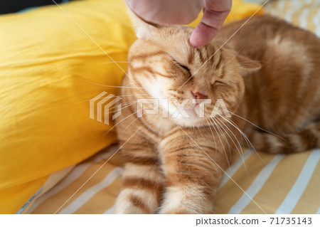 貓撫摸著 71735143