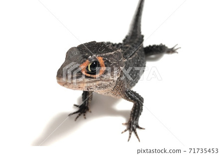 Red-eyed crocodile lizard Tribolonotus gracilis 71735453