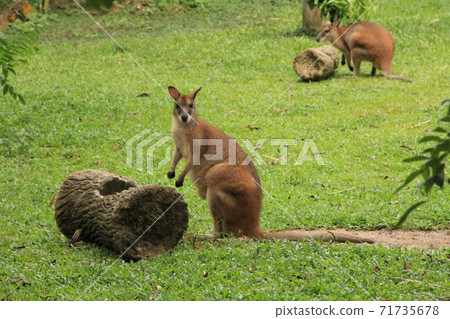 Kangaroo found something in the meadow Kangaroo found something in the meadow 71735678