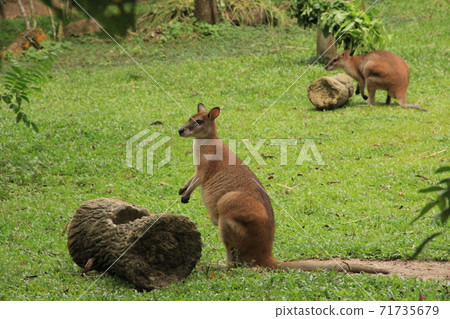 Kangaroo的個人資料 71735679