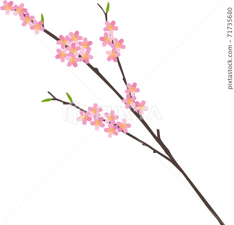 一枝櫻花 71735680