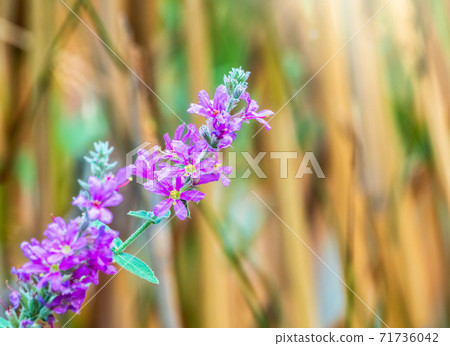 Summer Flowering Purple Loosestrife, Lythrum tomentosum on yellow and green blured background. 71736042