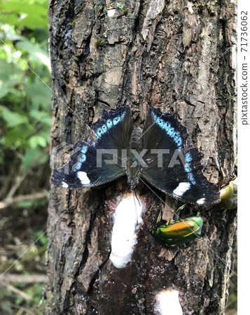 魯裡(Ruri Tateha)Kaniska canace 魯裡(Ruri Tateha)Kaniska canace 71736062