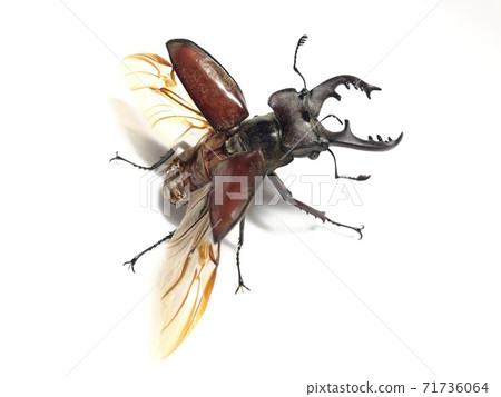 鍬蟲Lucanus maculifemoratus 71736064