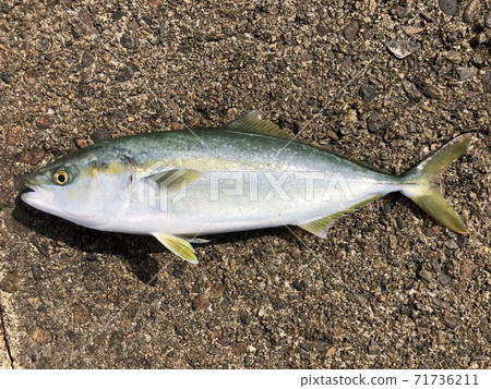 Buri Seriola quinqueradiata（Fukuragi，Inada，Hamachi，Tubas） 71736211