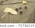 Acorn and ginkgo leaves 71736219