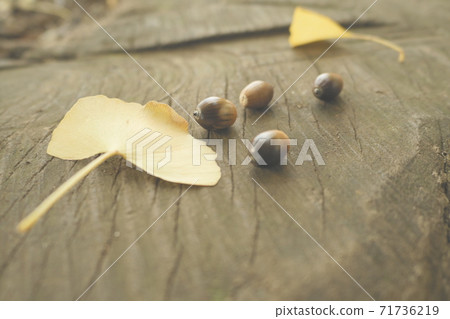 Acorn and ginkgo leaves 71736219