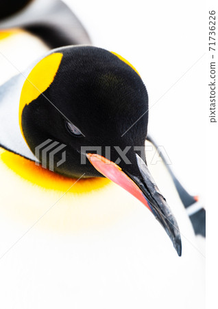 Penetration Penguin Penetration Penguin 71736226