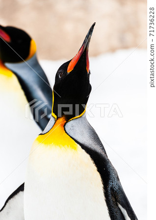 Penetration Penguin Penetration Penguin 71736228