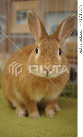 Rabbit  71736575