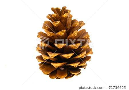 golden cone isolated 71736625