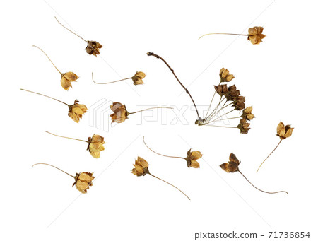 Dry brown flowers with seeds isolated on white 71736854