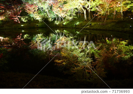 秋天的照明的高台寺 秋天的照明的高台寺 71736993