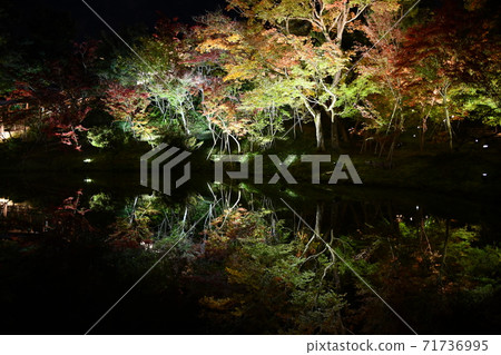 秋天的照明的高台寺 秋天的照明的高台寺 71736995