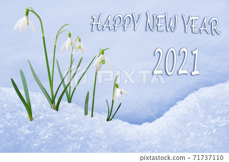 New Year 2021 greeting card, group of snowdrops, flowers in snow, 2021 greeting, 2021 new year New Year 2021 greeting card, group of snowdrops, flowers in snow, 2021 greeting, 2021 new year 71737110