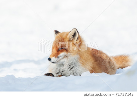 Hokkaido red fox on the snow 71737142