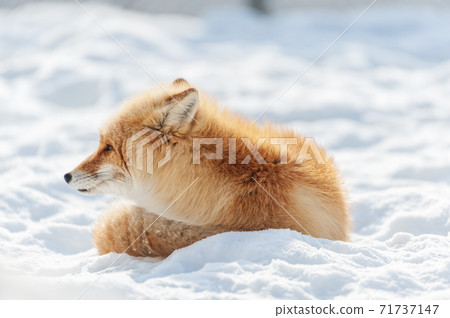 Hokkaido red fox on the snow 71737147