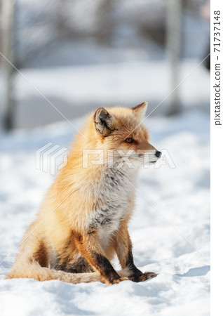 北海道北狐狸在雪地上 71737148