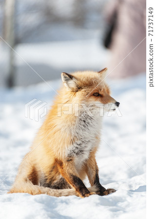 Hokkaido red fox on the snow 71737149